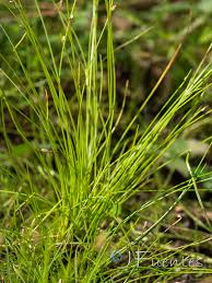 Image result for Isolepis setacea