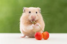 Giftige Lebensmittel Und Pflanzen Fur Den Hamster Herz Fur Tiere Herz Fuer Tiere De