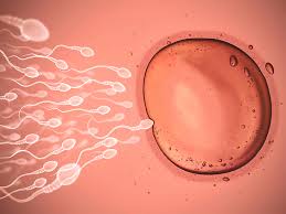 How much do female eggs sell for. Where Does Fertilization Occur 10 Facts That May Surprise You