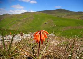 Image result for Hedbergia