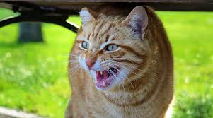 Quando un gatto mangia un alimento non adatto a lui, può avere un'indigestione, vomito, diarrea, o persino sviluppare qualche malattia di diversa mai dare al gatto tartare, sushi o qualsiasi altra ricetta che includa pesce crudo, poiché contiene un enzima che causa carenze di vitamina b nell'animale. Perche Il Gatto Soffia Un Gesto Singolo Varie Motivazioni Da Esplorare