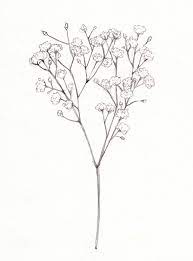 Pin By Katelyn Scott On Acualera Babys Breath Flowers Flower Drawing Flower Illustration