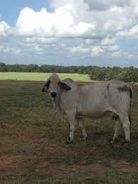 Why Should You Raise Brahman Cattle Heritage Land Bank