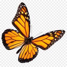 Download free png the monarch butterfly milkweed butterflies viceroy. Monarch Butterfly Insect The Butterfly Place Stock Photography Monarch Butterflies Photography Butterfly Place Flying Photography