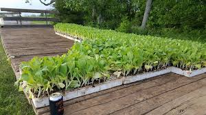 The plant can be cut down by most weapons or tools and drops two tobacco leaves and one tobacco flower. Setting Tobacco At Pleasant Hill Farm Supply Inc Facebook