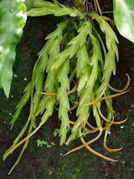 Image result for Oberonia