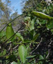 Image result for Viridivia suberosa