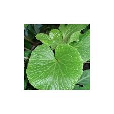 Die echte wasabi für die echte paste. Wasabi Wasabia Japonica Pflanze Kaufen