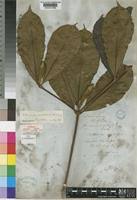 Image result for Rothmannia whitfieldii