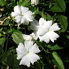 Image result for Thunbergia laborans