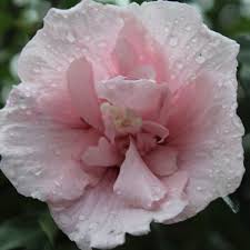 Whilst we understand some property owners may prefer this information be kept confidential, we are licensed to display this information from various third parties. Hibiscus Syriacus Pink Chiffon Rose Of Sharon Pink Chiffon Uploaded By Shelleyb