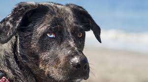 Australian Shepherd Lab Mix Aussiedor Breed Info With Pictures