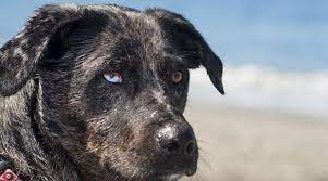 Aussies are smart, high energy, and require regular intense exercise. Australian Shepherd Lab Mix Aussiedor Breed Info With Pictures