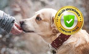 „oft wird das bellen dem hund regelrecht anerzogen, sagt katrin umlauf vom deutschen tierschutzbund in bonn. Hundebellen Abgewohnen Ii Top Tricks Gegen Klaffer 2021