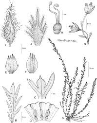 Image result for Xenostegia alatipes
