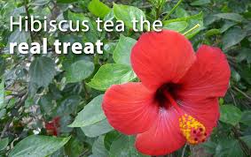 All you need is a pan, water, hibiscus flowers, and sugar or honey. Hibiscus Tea The Real Treat Asana International Yoga Journal