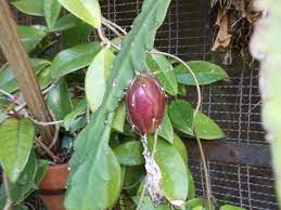 Fruit is a ripened ovary, after pollination, when embryo formation starts, ovary wall develops into protective, storage structure——fruit. Epiphyllum Seed Pods What To Do With Pods On Epiphyllum Plant Dummer ç¶ æ‰‹æŒ‡ æœ€å°ˆæ¥­çš„é¤ŠèŠ±app