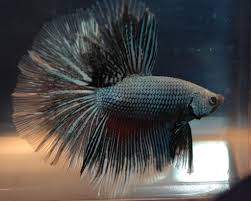 Stressed Betta Fish Guide Symptoms Causes Treatments Betta Care Fish Guide