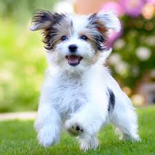 Our available puppies range from maltipoo, maltese, yorkie, and other hyrbird small dog breeds. 1 Maltese Puppies For Sale In Dallas Tx Uptown