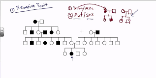 pedigree analysis autosomal recessive