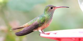Check spelling or type a new query. Hummingbirds In Georiga 9 Species With Pictures Wild Bird World