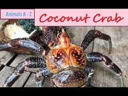 It is fast, likes to palm trees to climb and eat coconuts. Coconut Crab Birgus Latro The Largest Land Crab In The World Youtube