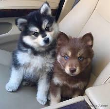 صور كلاب الهاسكى واسعارها Cute Animals Pomsky Puppies Cute Dogs