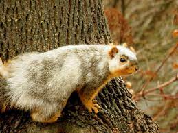 An Unusual Visotor Piebald Fox Squirrel Fox Squirrel Cute Animals Nature Animals