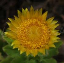 Image result for Helichrysum aureum