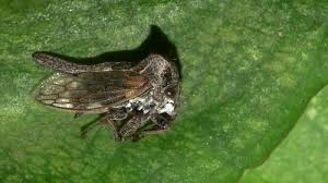 Image result for Oxyrhachis