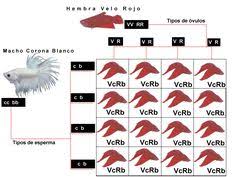 Betta Growth Chart 2019