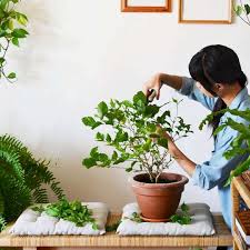 See more ideas about garden projects, outdoor gardens, garden design. Houseplant 10 Best Hashtags To Explore On Instagram Gardenista