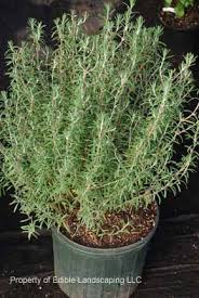 With protection, people in zone 6 can usually get rosemary to 17.08.2020 · in the zone 7 garden, careful selection of the hardiest rosemary plants are used as perennials, with extra steps taken to ensure. Fresh Herbs Edible Landscaping