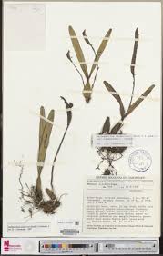 Image result for Bulbophyllum sandersonii