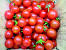 Tomato Plant Images