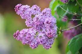 Winter hardy to zone 3. Lilac Bush Plant Care Growing Guide