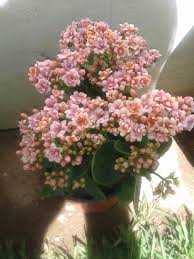 Pin On Carteles De Plantas