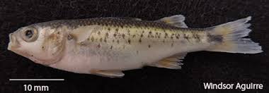 Image result for Elatostema monticola