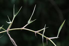 Image result for Axonopus