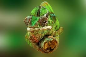 In native american culture, an animal spirit explains a human's spiritual energy and deep inner desire. What Animal Am I According To My Zodiac Sign Astrological Animals