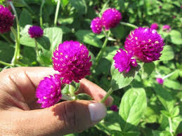 Indonesia memang eksotis dalam segalanya. Bunga Ratna Berawal Dari Siasat Dewa Hentikan Tapa Dua Raksasa