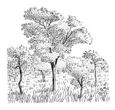 Image result for Pleurostylia