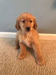 A goldador is an easy dog breed to train since both the labrador retriever and the golden retriever are highly intelligent. Golden Retriever Und Labrador Mix