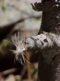 Cryptomundo » Cryptid Hunting: What to Bring Along?