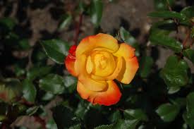 The creamy pink flowers are edged in medium pink. Datei Samba Kordes 1964 Jpg Wikipedia