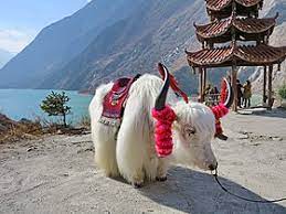 Yaks are generally found on high altitudes of around 9000 feet but during the winter season. Yak Wikipedia