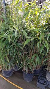 Bax Destockage Vegetal Et Horticole Toulouse 31790 06 49 95 06 96 Bambou Non Tracant Bac a fleur et jardiniere. bambou non