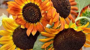 Why Grow Sunflowers Plants Pineapple Planting Growing Pineapple