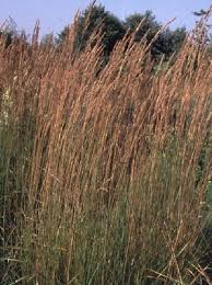 Sandrohr Karl Foerster Calamagrostis X Acutiflora Karl Foerster Grasarten Ziergras Reitgras