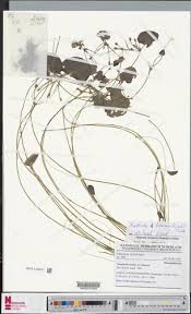 Image result for Nymphoides forbesiana